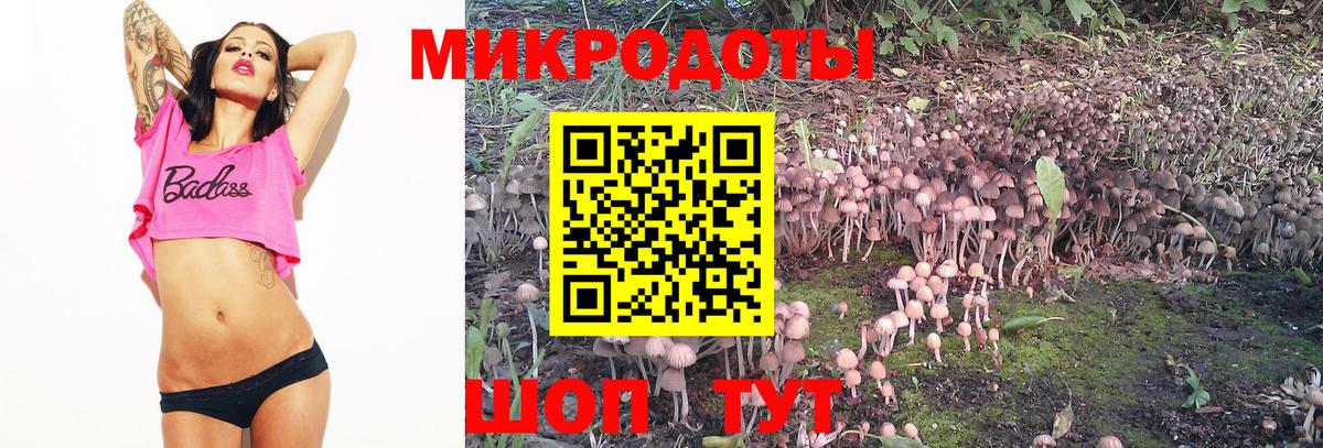 Галлюциногенные грибы Psilocybe Чайковский